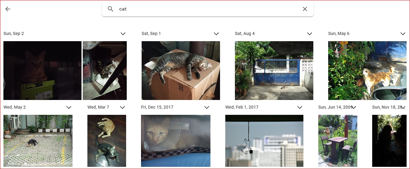 Search cat in Google Photos
